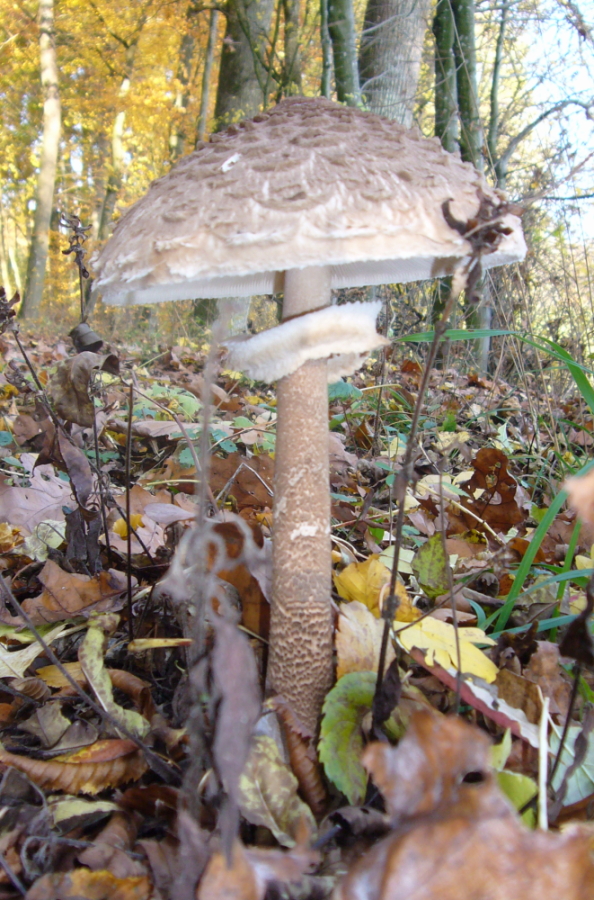 Parasol von der Seite