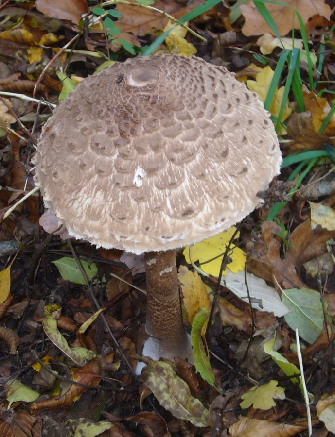 Parasol von schräg oben