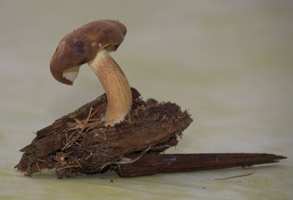 Steinpilz