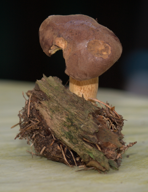 Steinpilz